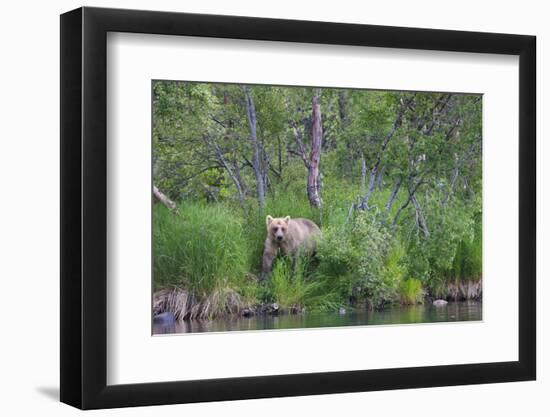 Brown Bear in the grass by Brooks River, Katmai National Park, Alaska, USA-Keren Su-Framed Photographic Print
