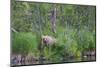 Brown Bear in the grass by Brooks River, Katmai National Park, Alaska, USA-Keren Su-Mounted Photographic Print