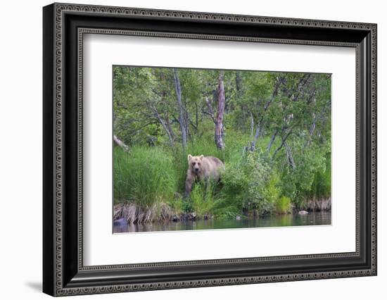 Brown Bear in the grass by Brooks River, Katmai National Park, Alaska, USA-Keren Su-Framed Photographic Print