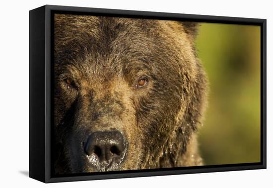 Brown Bear, Katmai National Park, Alaska-null-Framed Premier Image Canvas