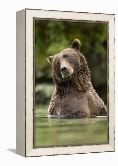 Brown Bear, Katmai National Park, Alaska-null-Framed Premier Image Canvas