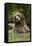 Brown Bear, Katmai National Park, Alaska-null-Framed Premier Image Canvas