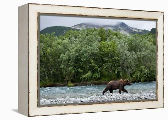 Brown Bear, Katmai National Park, Alaska-Paul Souders-Framed Premier Image Canvas