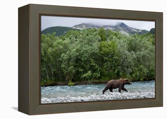 Brown Bear, Katmai National Park, Alaska-Paul Souders-Framed Premier Image Canvas