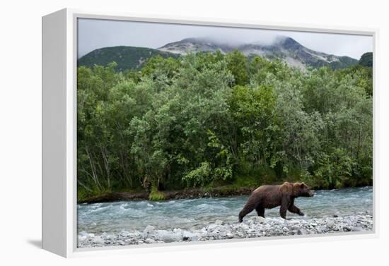 Brown Bear, Katmai National Park, Alaska-Paul Souders-Framed Premier Image Canvas