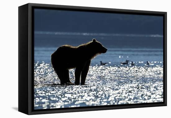 Brown Bear, Katmai National Park, Alaska-Paul Souders-Framed Premier Image Canvas