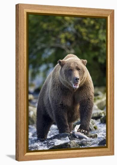 Brown Bear, Katmai National Park, Alaska-Paul Souders-Framed Premier Image Canvas