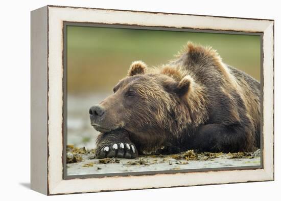 Brown Bear, Katmai National Park, Alaska-Paul Souders-Framed Premier Image Canvas