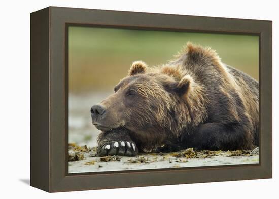 Brown Bear, Katmai National Park, Alaska-Paul Souders-Framed Premier Image Canvas