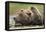 Brown Bear, Katmai National Park, Alaska-Paul Souders-Framed Premier Image Canvas