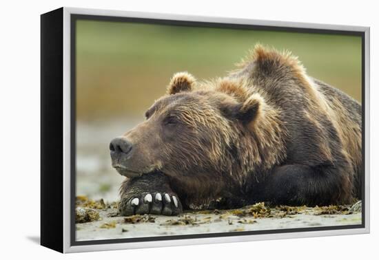 Brown Bear, Katmai National Park, Alaska-Paul Souders-Framed Premier Image Canvas