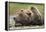 Brown Bear, Katmai National Park, Alaska-Paul Souders-Framed Premier Image Canvas