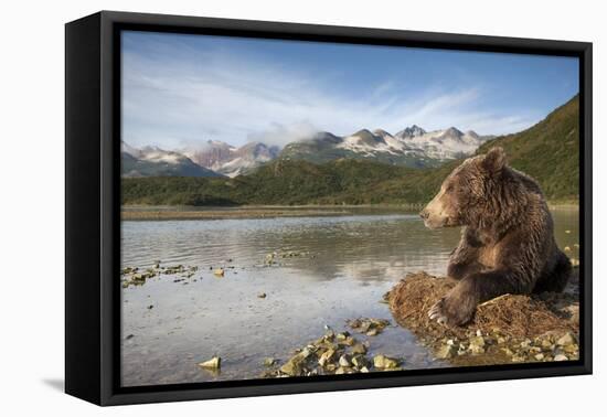 Brown Bear, Katmai National Park, Alaska-Paul Souders-Framed Premier Image Canvas