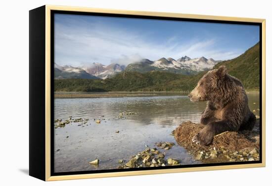 Brown Bear, Katmai National Park, Alaska-Paul Souders-Framed Premier Image Canvas