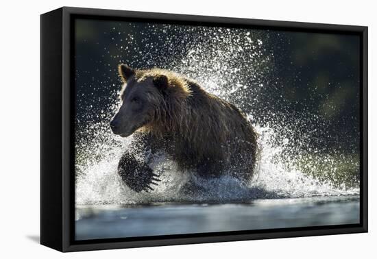 Brown Bear, Katmai National Park, Alaska-Paul Souders-Framed Premier Image Canvas