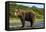 Brown Bear, Katmai National Park, Alaska-Paul Souders-Framed Premier Image Canvas