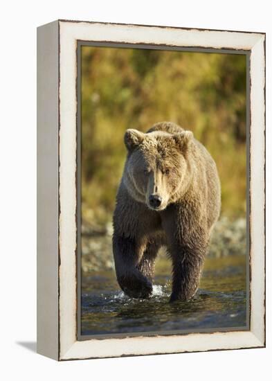 Brown Bear, Katmai National Park, Alaska-Paul Souders-Framed Premier Image Canvas