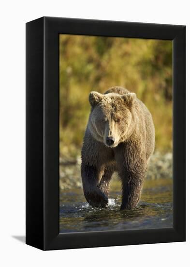 Brown Bear, Katmai National Park, Alaska-Paul Souders-Framed Premier Image Canvas