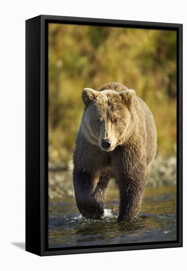 Brown Bear, Katmai National Park, Alaska-Paul Souders-Framed Premier Image Canvas