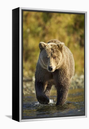 Brown Bear, Katmai National Park, Alaska-Paul Souders-Framed Premier Image Canvas