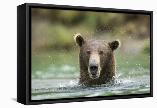 Brown Bear, Katmai National Park, Alaska-Paul Souders-Framed Premier Image Canvas