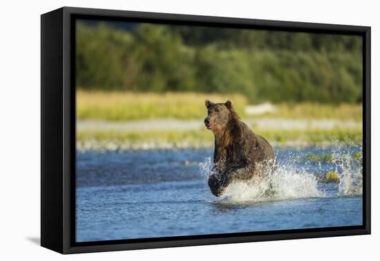 Brown Bear, Katmai National Park, Alaska-Paul Souders-Framed Premier Image Canvas