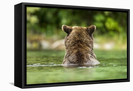 Brown Bear, Katmai National Park, Alaska-Paul Souders-Framed Premier Image Canvas