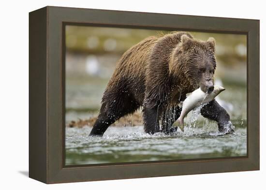 Brown Bear, Katmai National Park, Alaska-Paul Souders-Framed Premier Image Canvas