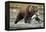 Brown Bear, Katmai National Park, Alaska-Paul Souders-Framed Premier Image Canvas