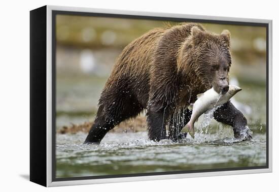 Brown Bear, Katmai National Park, Alaska-Paul Souders-Framed Premier Image Canvas