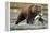 Brown Bear, Katmai National Park, Alaska-Paul Souders-Framed Premier Image Canvas