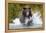 Brown Bear, Katmai National Park, Alaska-Paul Souders-Framed Premier Image Canvas