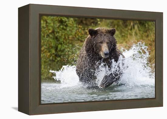 Brown Bear, Katmai National Park, Alaska-Paul Souders-Framed Premier Image Canvas