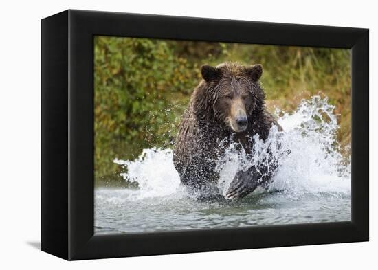 Brown Bear, Katmai National Park, Alaska-Paul Souders-Framed Premier Image Canvas