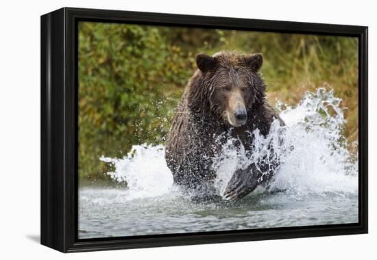 Brown Bear, Katmai National Park, Alaska-Paul Souders-Framed Premier Image Canvas