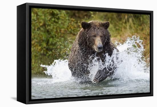 Brown Bear, Katmai National Park, Alaska-Paul Souders-Framed Premier Image Canvas