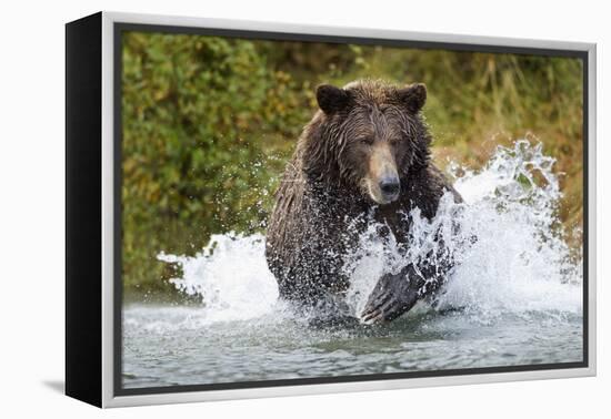 Brown Bear, Katmai National Park, Alaska-Paul Souders-Framed Premier Image Canvas