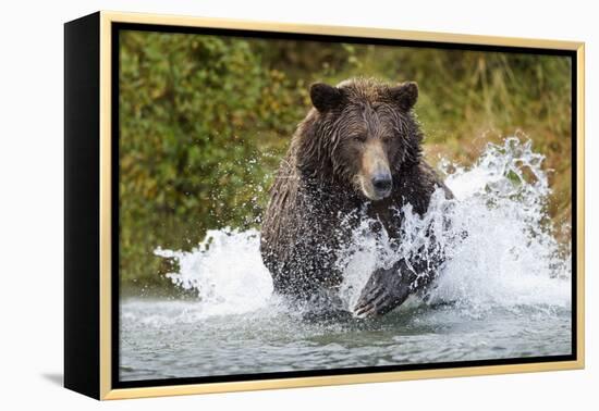 Brown Bear, Katmai National Park, Alaska-Paul Souders-Framed Premier Image Canvas