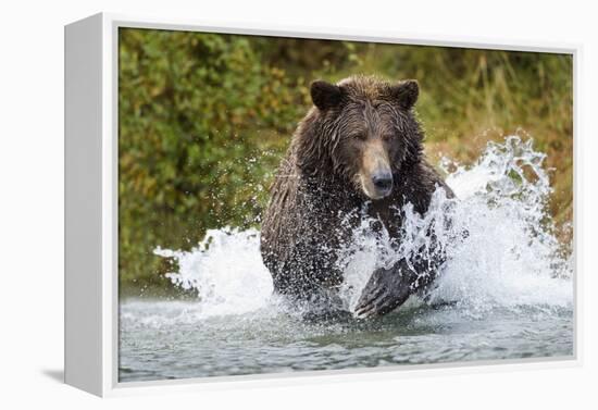 Brown Bear, Katmai National Park, Alaska-Paul Souders-Framed Premier Image Canvas