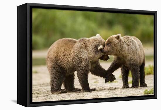 Brown Bear, Katmai National Park, Alaska-Paul Souders-Framed Premier Image Canvas