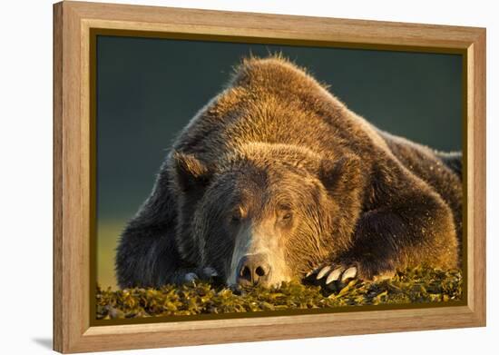 Brown Bear, Katmai National Park, Alaska-null-Framed Premier Image Canvas