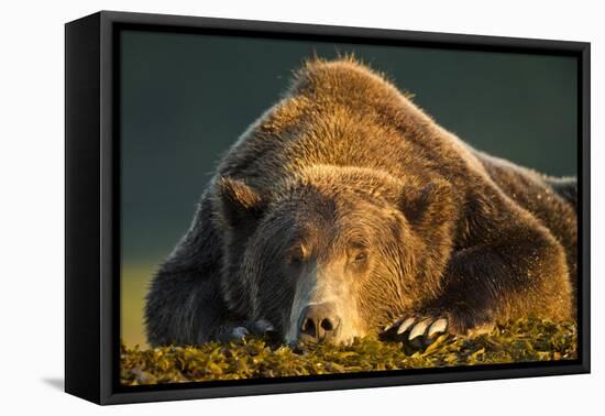 Brown Bear, Katmai National Park, Alaska-null-Framed Premier Image Canvas