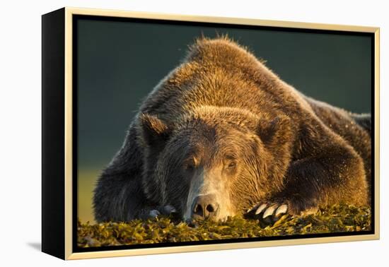 Brown Bear, Katmai National Park, Alaska-null-Framed Premier Image Canvas