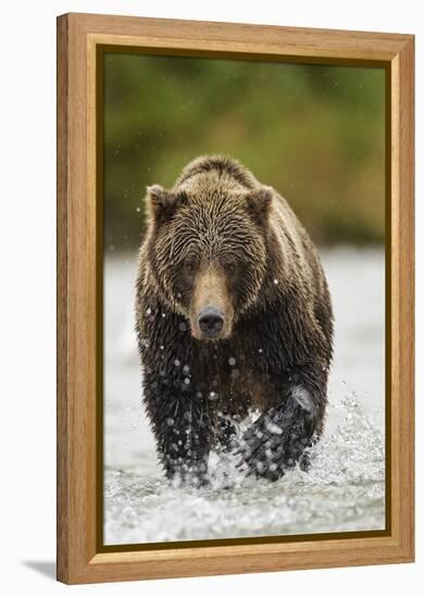 Brown Bear, Katmai National Park, Alaska-null-Framed Premier Image Canvas