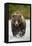 Brown Bear, Katmai National Park, Alaska-null-Framed Premier Image Canvas