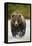 Brown Bear, Katmai National Park, Alaska-null-Framed Premier Image Canvas