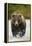 Brown Bear, Katmai National Park, Alaska-null-Framed Premier Image Canvas