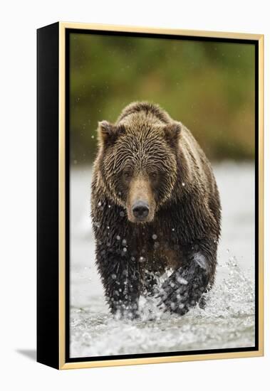 Brown Bear, Katmai National Park, Alaska-null-Framed Premier Image Canvas