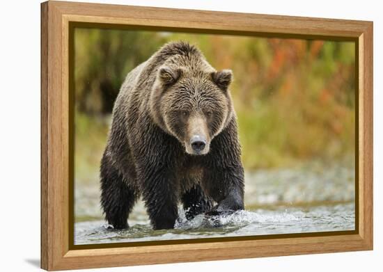 Brown Bear, Katmai National Park, Alaska-null-Framed Premier Image Canvas