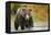 Brown Bear, Katmai National Park, Alaska-null-Framed Premier Image Canvas